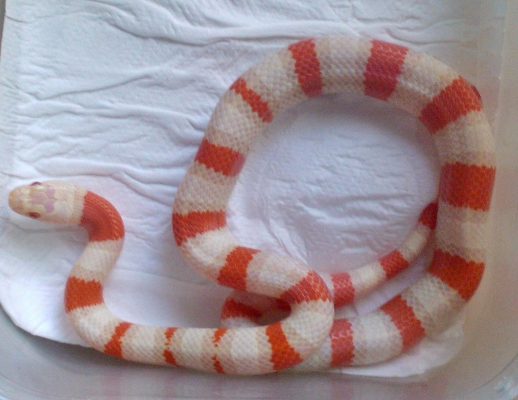 ruthveni x alterna albina