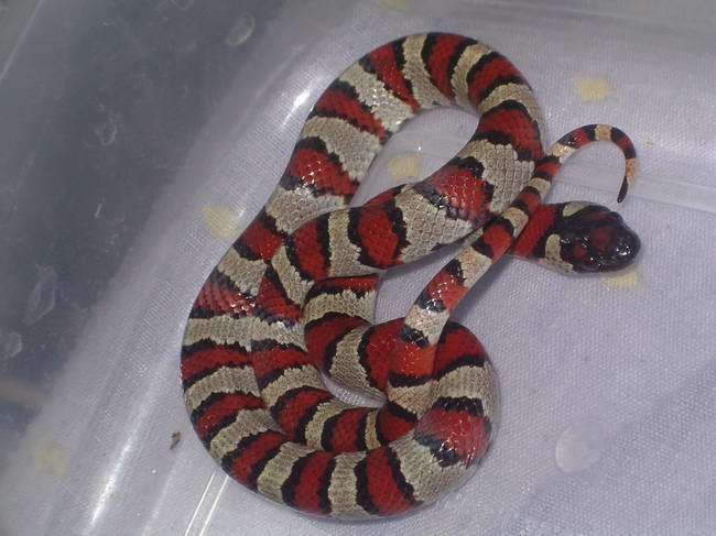 ruthveni x mex x thayeri macho.JPG