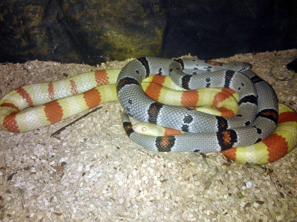 ruthveni y alterna alterna