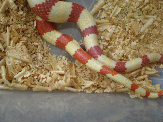 rutvenis alvinas.jpg