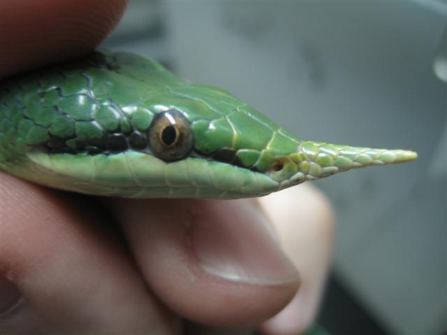 Ryncophis_boulengeri_006 (Small).jpg