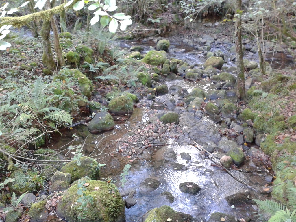 S.s.fastuosa, habitat.