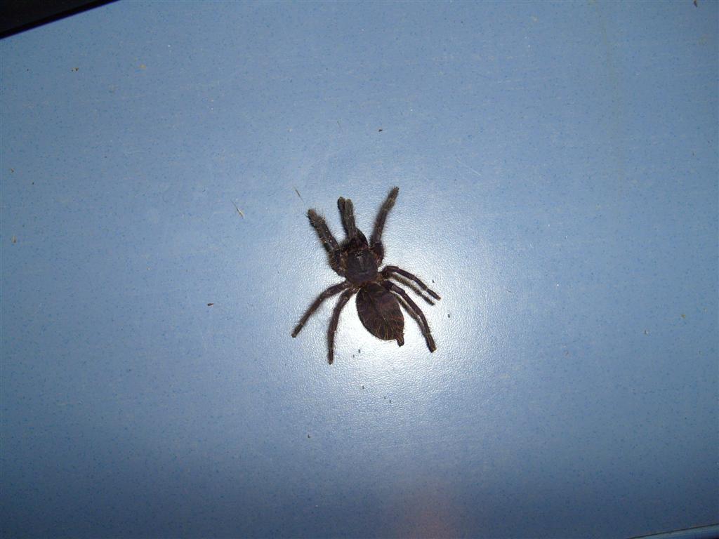 S7000255 (Large).JPG