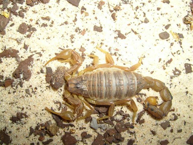 S7000633 (Medium) (Small).JPG