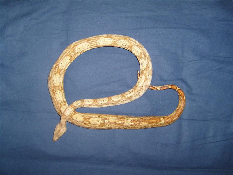 S7000737 (Medium).JPG