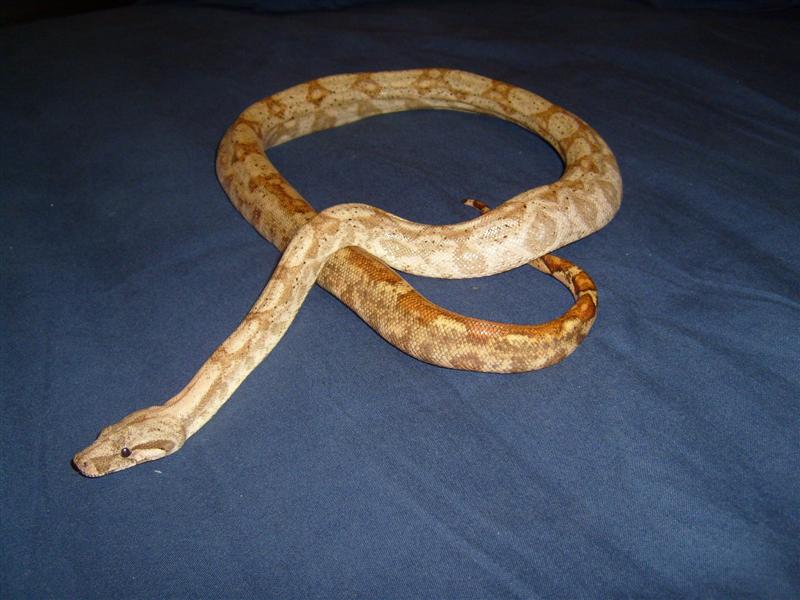 S7000738 (Medium).JPG