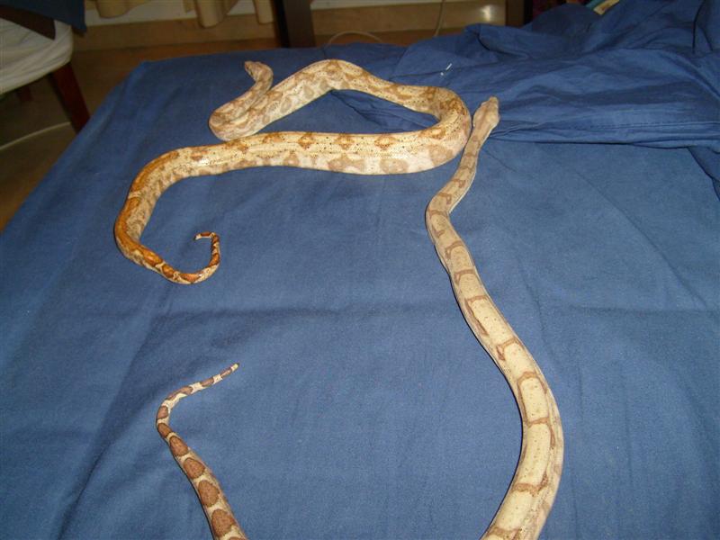 S7000740 (Medium).JPG