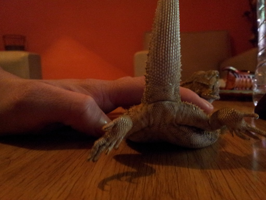 saber sexo de mis pogonas