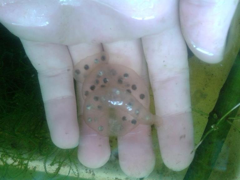 Saco de huevos de H.dunni