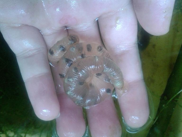 Saco de huevos de h.dunni