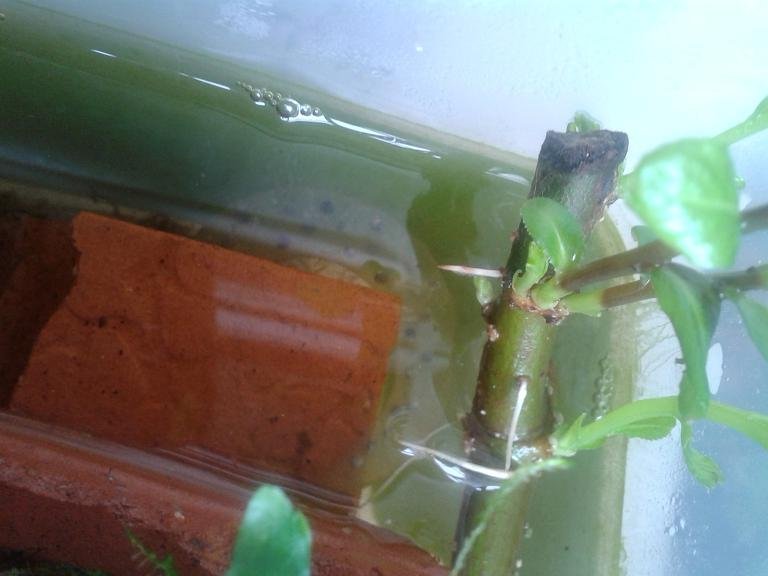 Saco de huevos de H.dunni