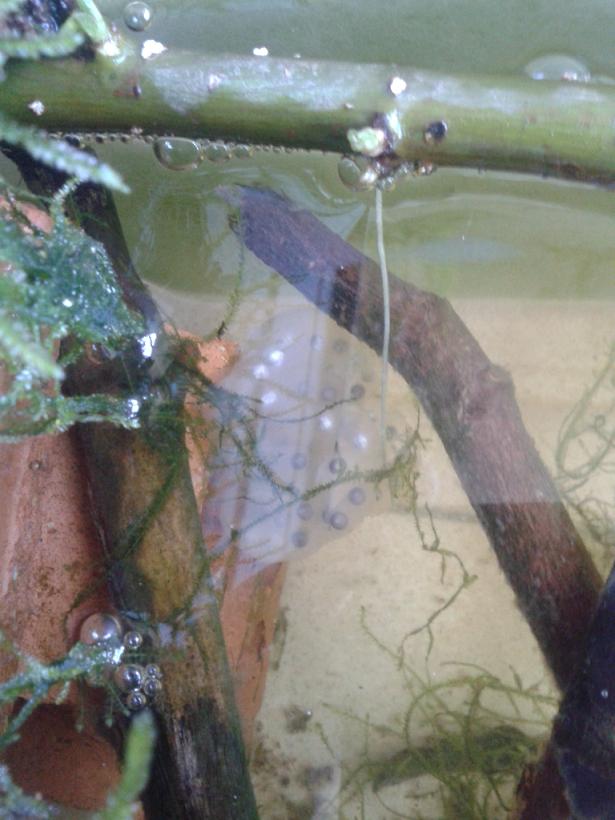 Saco de huevos, Hynobius dunni.