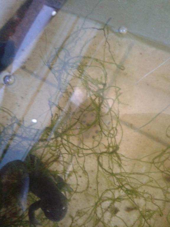 Saco de huevos, Hynobius dunni.