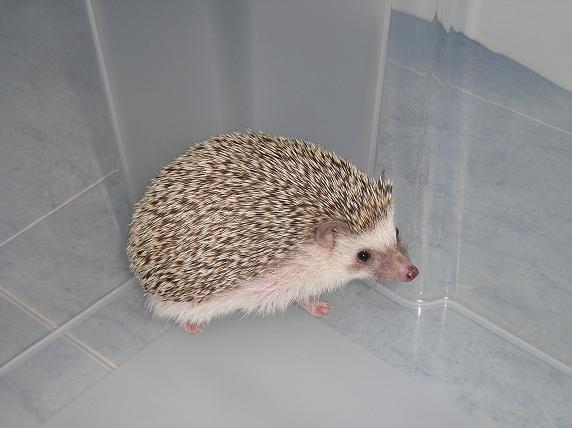 Saka mi perfi derecho,eso e2.JPG