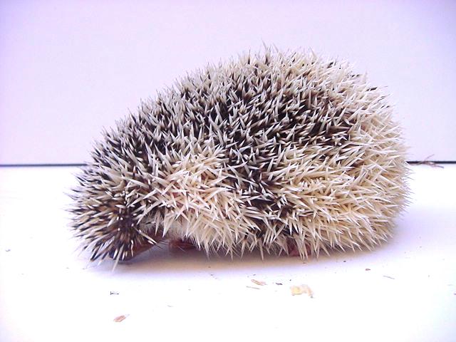 sal y p. manchado.jpg