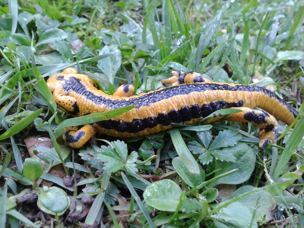 Salamandra salamandra fastuosa