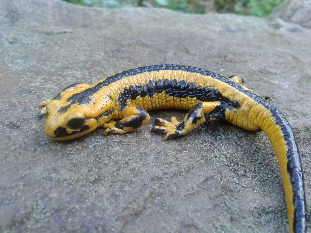 Salamandra salamandra fastuosa
