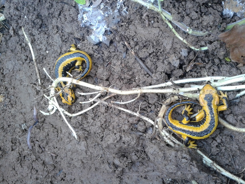 Salamandra salamandra fastuosa