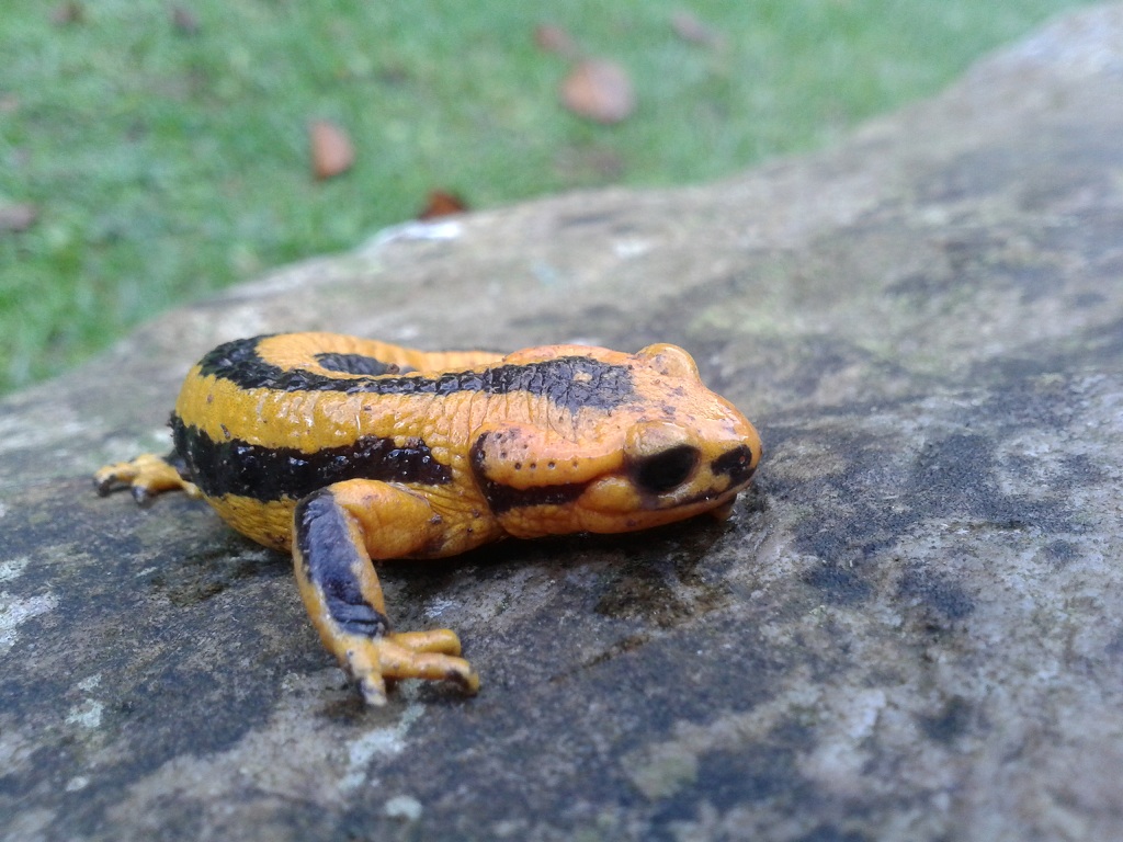 Salamandra salamandra fastuosa