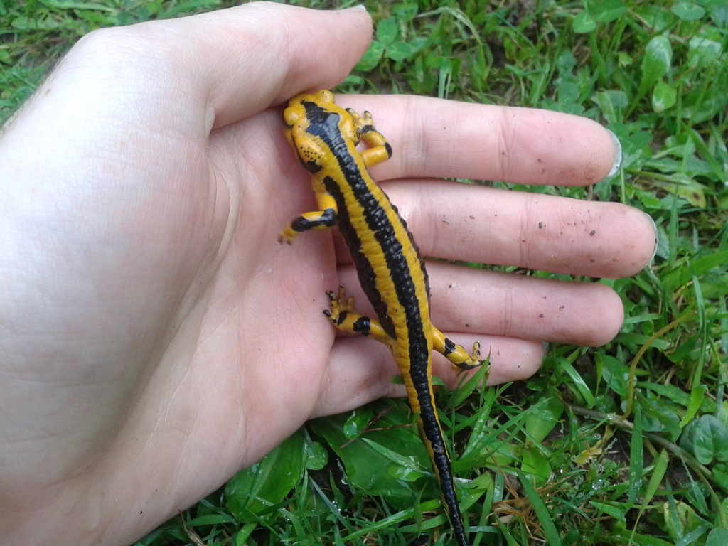 Salamandra salamandra fastuosa