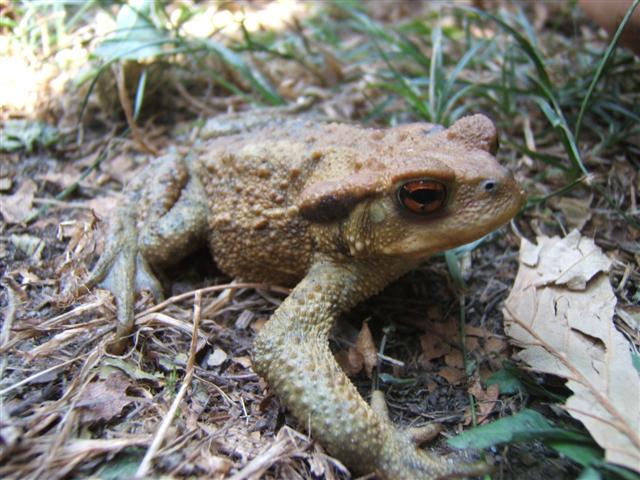 salamandra y sapo piscines 019 (Small).jpg