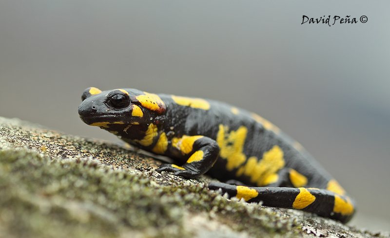 Salamandra