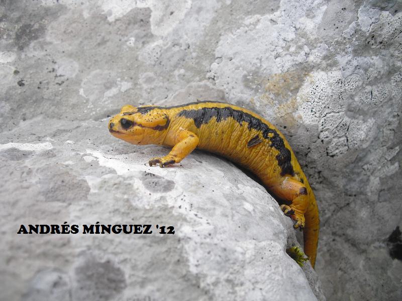 salamandra1.jpg