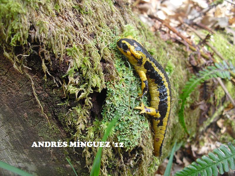 salamandra3.jpg