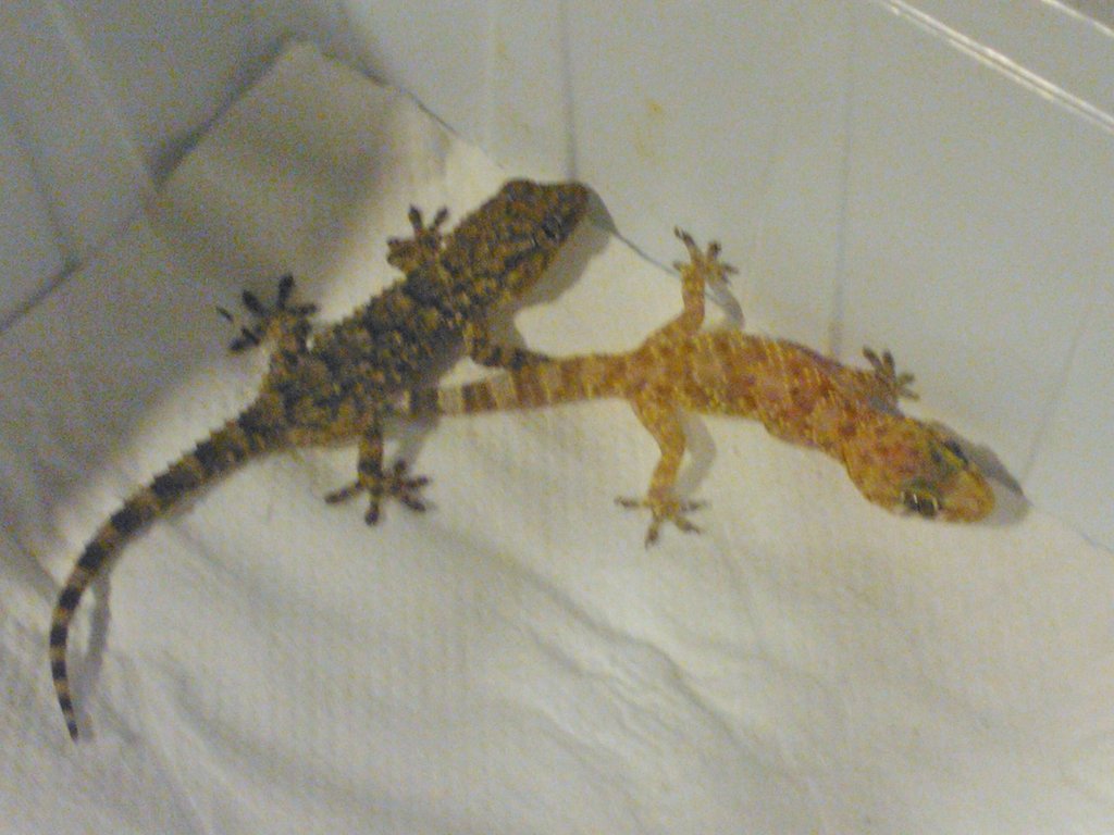 salamanquesa normal e hipo