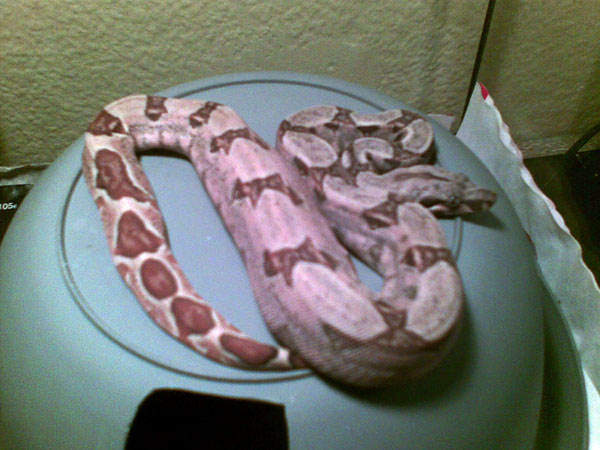 Salmon Hembra 02.jpg