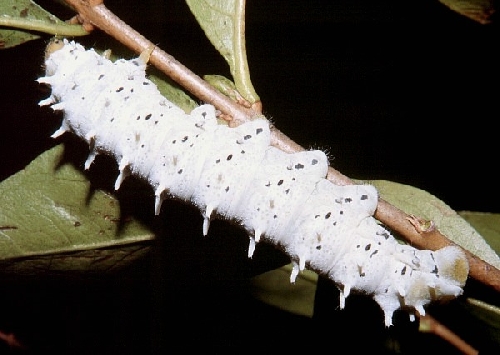 Samia cynthia Ricini