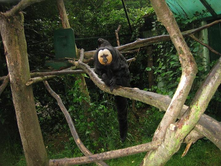 santillana del mar 002.jpg