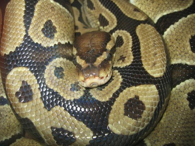 santillana del mar 005.jpg