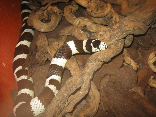 santillana del mar 006.jpg