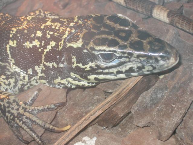 santillana del mar 010.jpg