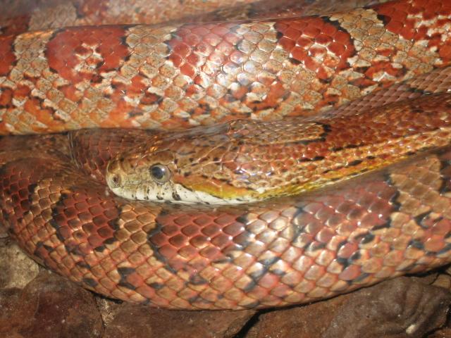 santillana del mar 011.jpg