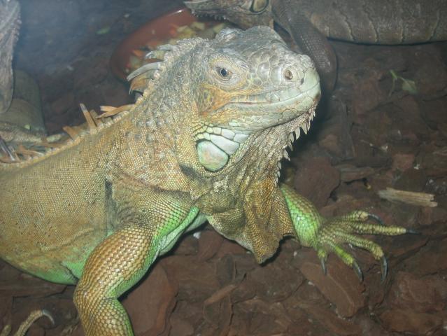 santillana del mar 015.jpg