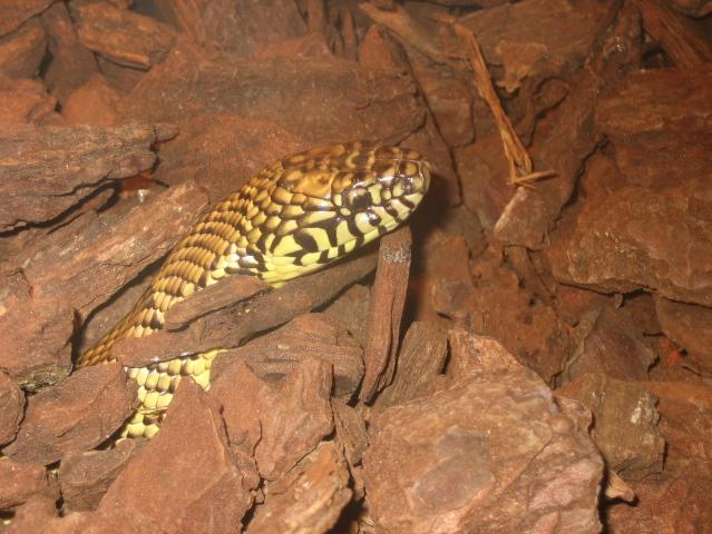 santillana del mar 038.jpg