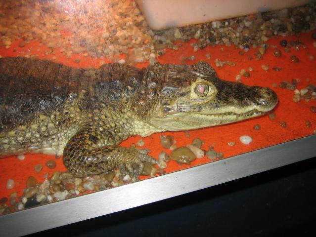 santillana del mar 041.jpg