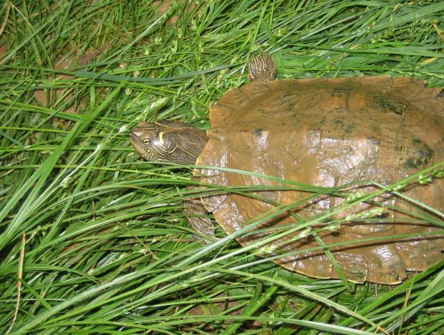 santillana del mar 046.jpg