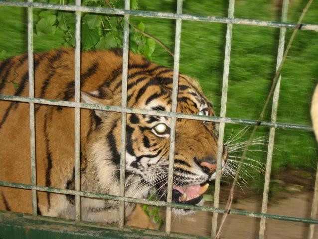 santillana del mar 055.jpg