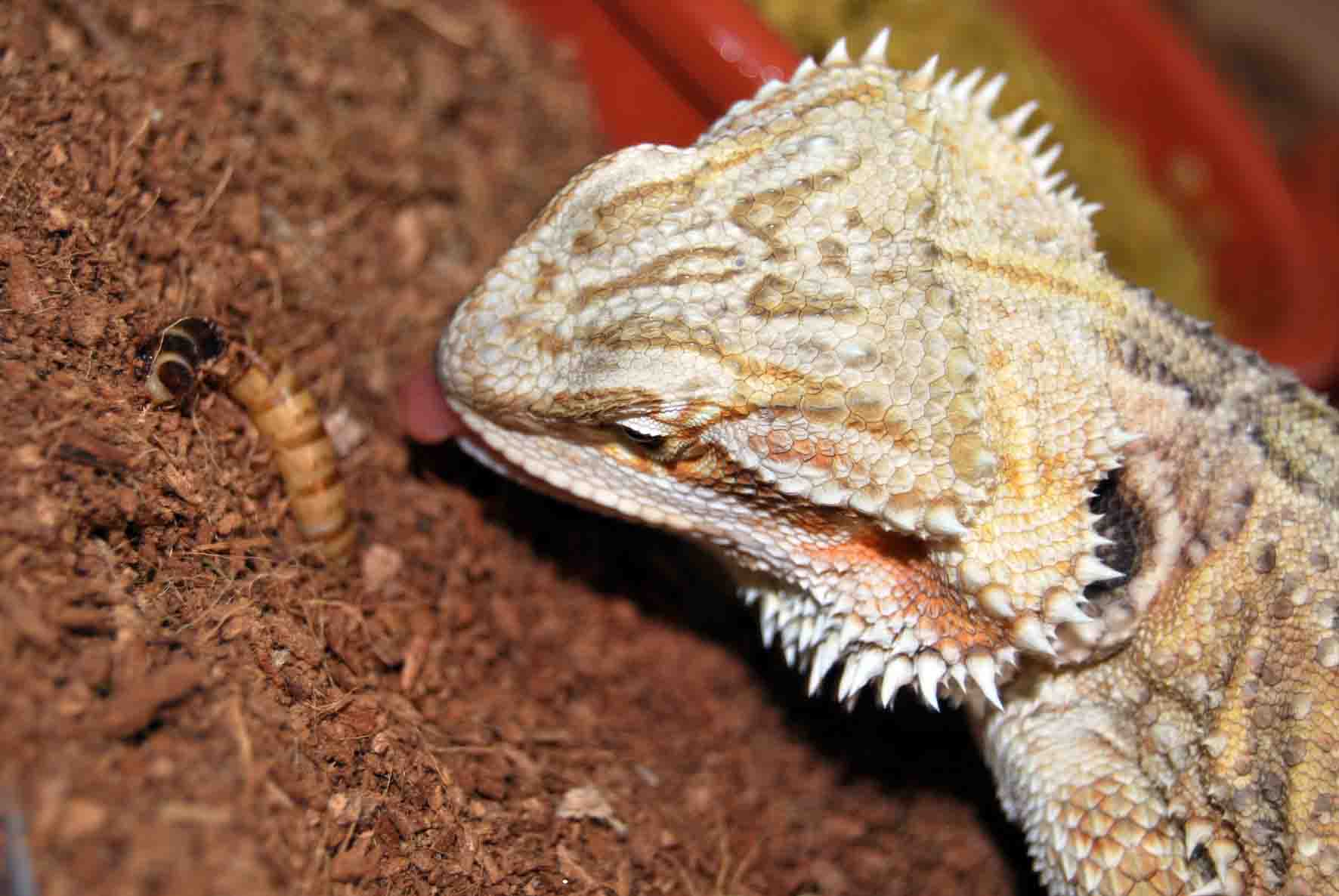 Saphira de Cazeria reducida.jpg