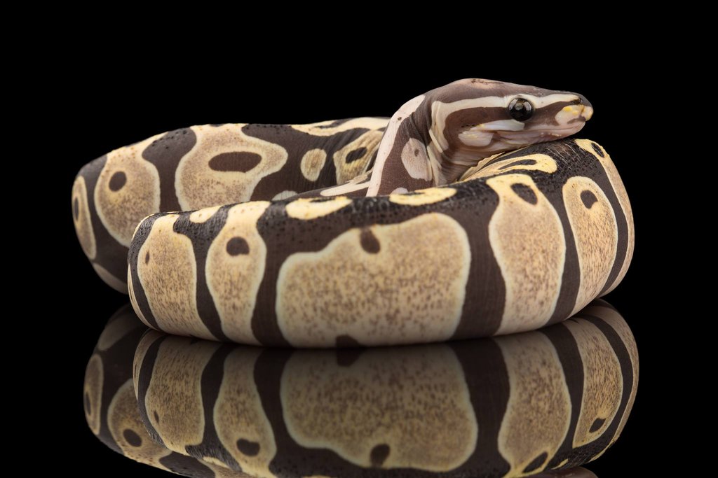 Scaleless Ball python