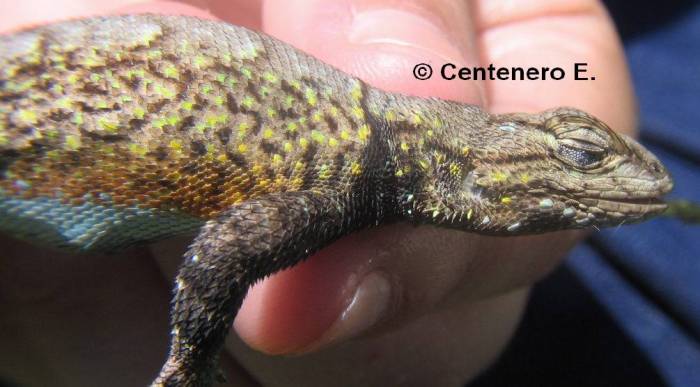 Sceloporus grammicus.jpg