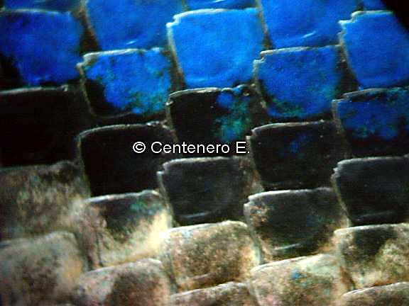 Sceloporus torquatus1.jpg