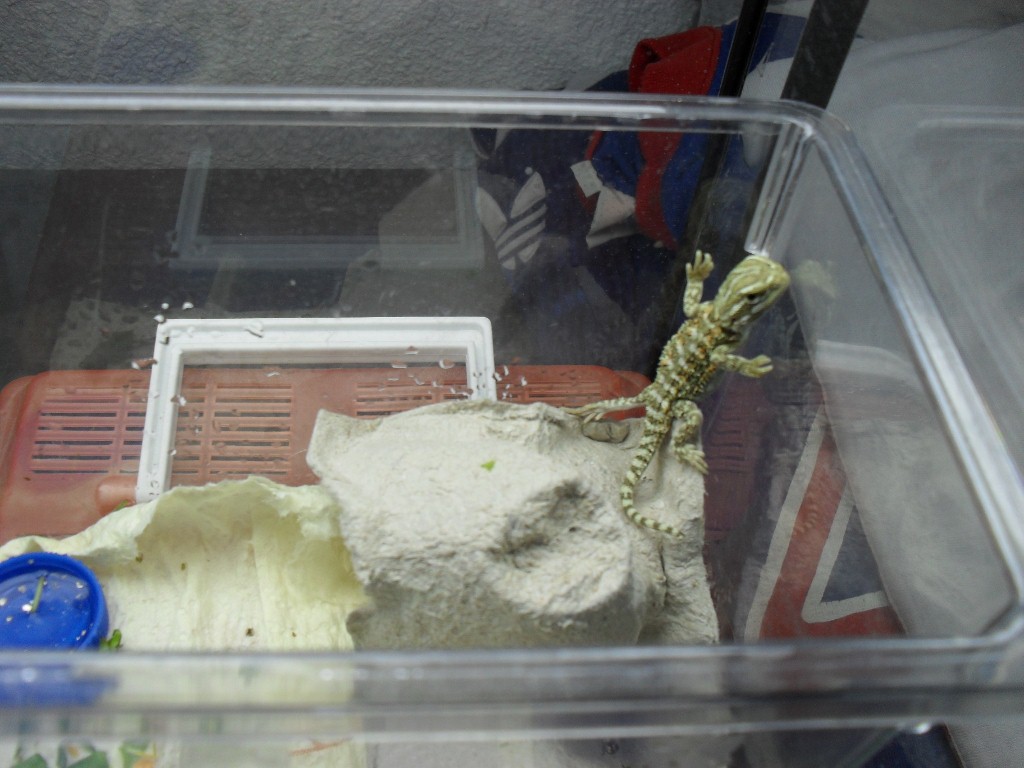 Schlüpfen der Eier von Henry sept 2010 001 (1024x768).jpg