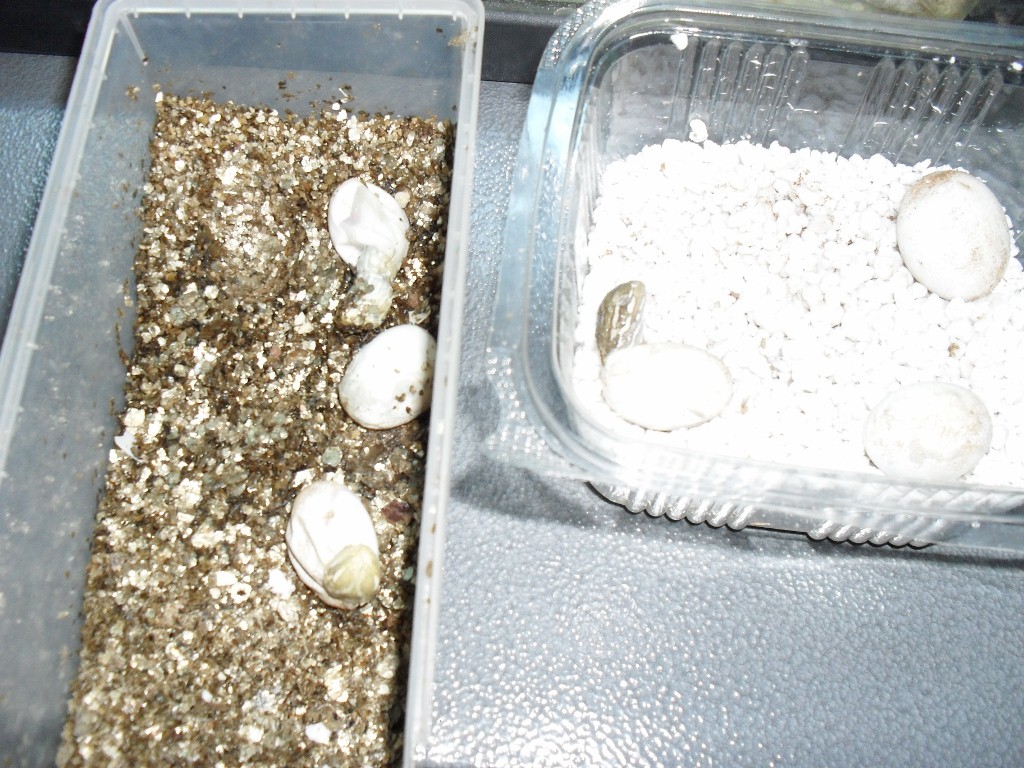 Schlüpfen der Eier von Henry sept 2010 002 (1024x768).jpg