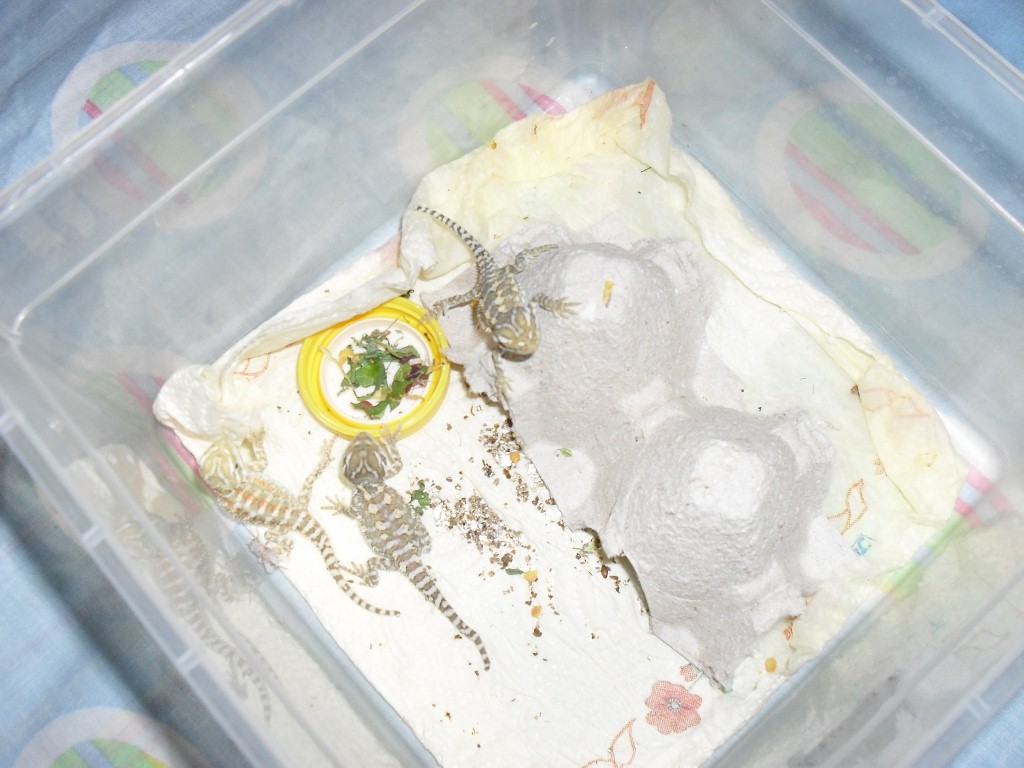 Schlüpfen der Eier von Henry sept 2010 014 (1024x768).jpg