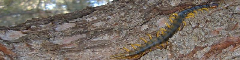 Scolopendra cingulatus.JPG