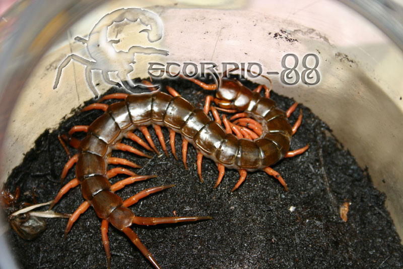 Scolopendra subpinipes.jpg